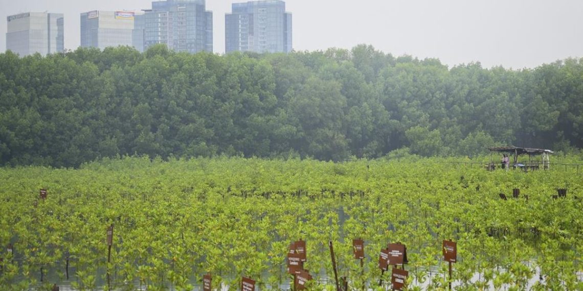 Pentingnya Restorasi Mangrove untuk Lingkungan Bumi
