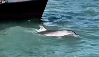 Aksi Memukau Lumba-lumba Menarik Wisatawan di Venesia