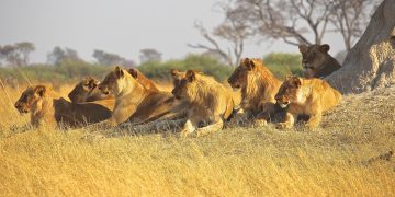 Kebun Binatang Tutup Usai Remaja Tewas Diterkam Singa