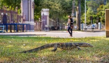 Daging Biawak Apakah Haram untuk Dimakan Menurut Pandangan Islam
