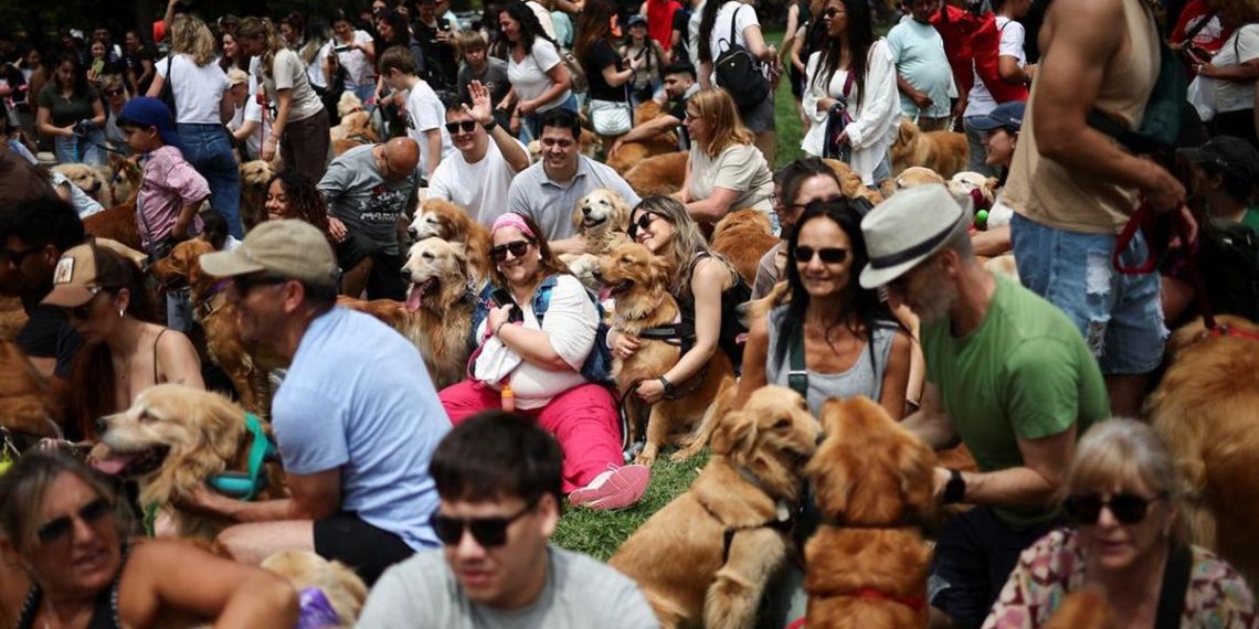 Retriever Emas Kumpul di Taman Argentina Pecahkan Rekor Dunia