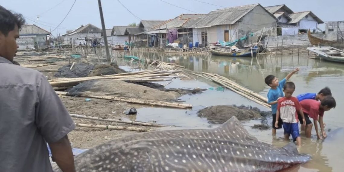 Hiu Tutul Terdampar di Pantai Purworejo dengan Panjang 4 Meter dan Berat 1 Ton