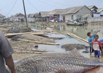 Hiu Tutul Terdampar di Pantai Purworejo dengan Panjang 4 Meter dan Berat 1 Ton