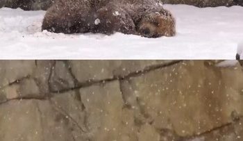 Hewan Hewan Lucu Bermain Salju di Kebun Binatang Chicago