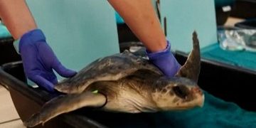 Puluhan Penyu Laut Terancam Punah Direhabilitasi di Musim Dingin