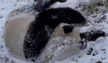 Panda Lucu Berguling di Salju Nikmati Musim Dingin