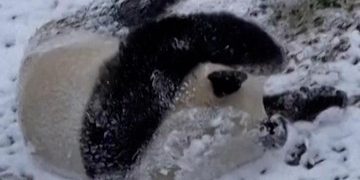 Panda Lucu Berguling di Salju Nikmati Musim Dingin