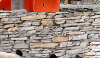 Induk Panda Cegah Perkelahian Dua Bayi Kembarnya yang Menggemaskan