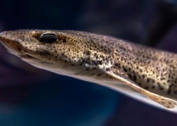 Ikan RI Kaya Omega-3 Lebih Unggul dari Salmon dan Terbukti Secara Ilmiah