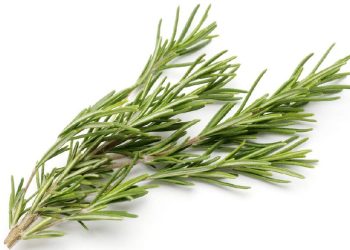 7 Jenis Rebusan Daun untuk Menurunkan Gula Darah