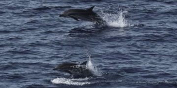 Habitat Paus dan Lumba-lumba di Sumatra yang Tidak Terlindungi