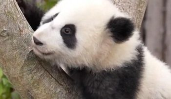 Bayi Panda Raksasa Tampil Perdana Menyambut Tahun Baru di China