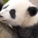 Bayi Panda Raksasa Tampil Perdana Menyambut Tahun Baru di China