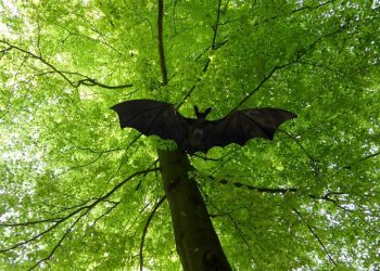 Waspadai Virus Nipah dan Buang Buah yang Terkena Gigitan Kelelawar
