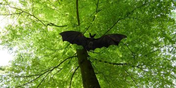 Waspadai Virus Nipah dan Buang Buah yang Terkena Gigitan Kelelawar