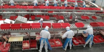 China Tinggalkan Babi Barat, Babi Hitam Menjadi Primadona Baru