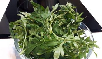 6 Manfaat Rebusan Daun Kenikir bagi Kesehatan yang Jarang Diketahui