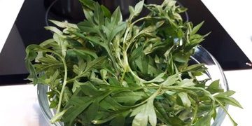 6 Manfaat Rebusan Daun Kenikir bagi Kesehatan yang Jarang Diketahui