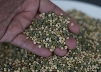 Tanaman Pengganti Gandum di Indonesia untuk Bahan Baku Mi dan Roti