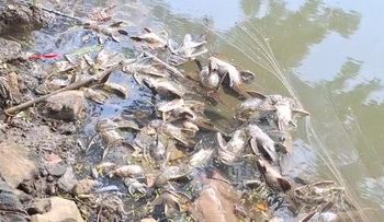 Cemaran Kimia Cisadane Berdampak pada Kesehatan Kronis Menurut BRIN