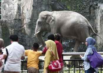 Taman Margasatwa Ragunan Mendukung Larangan Atraksi Gajah Tunggang