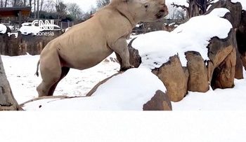 Gemasnya Badak Putih Bersenang-senang di Salju di Amerika Serikat